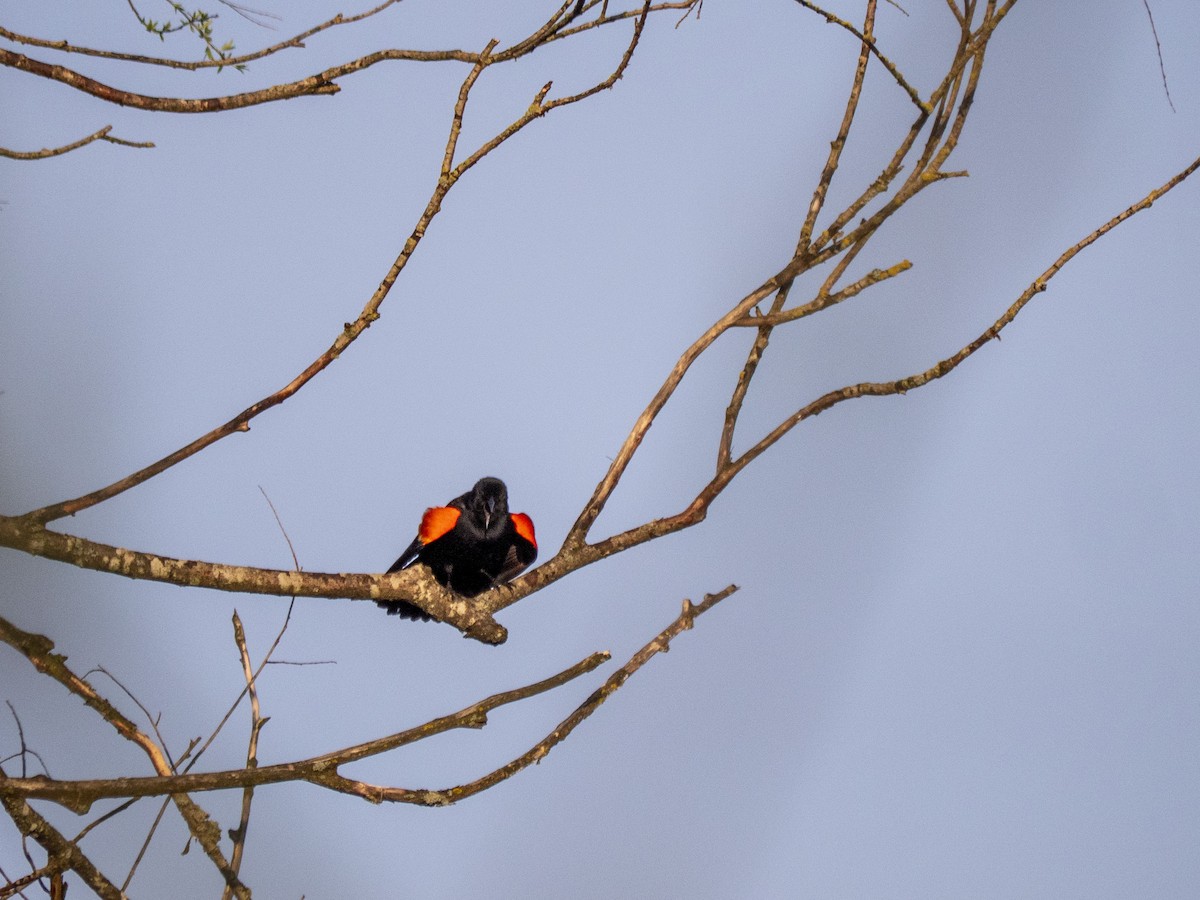 Red-winged Blackbird - ML616996682