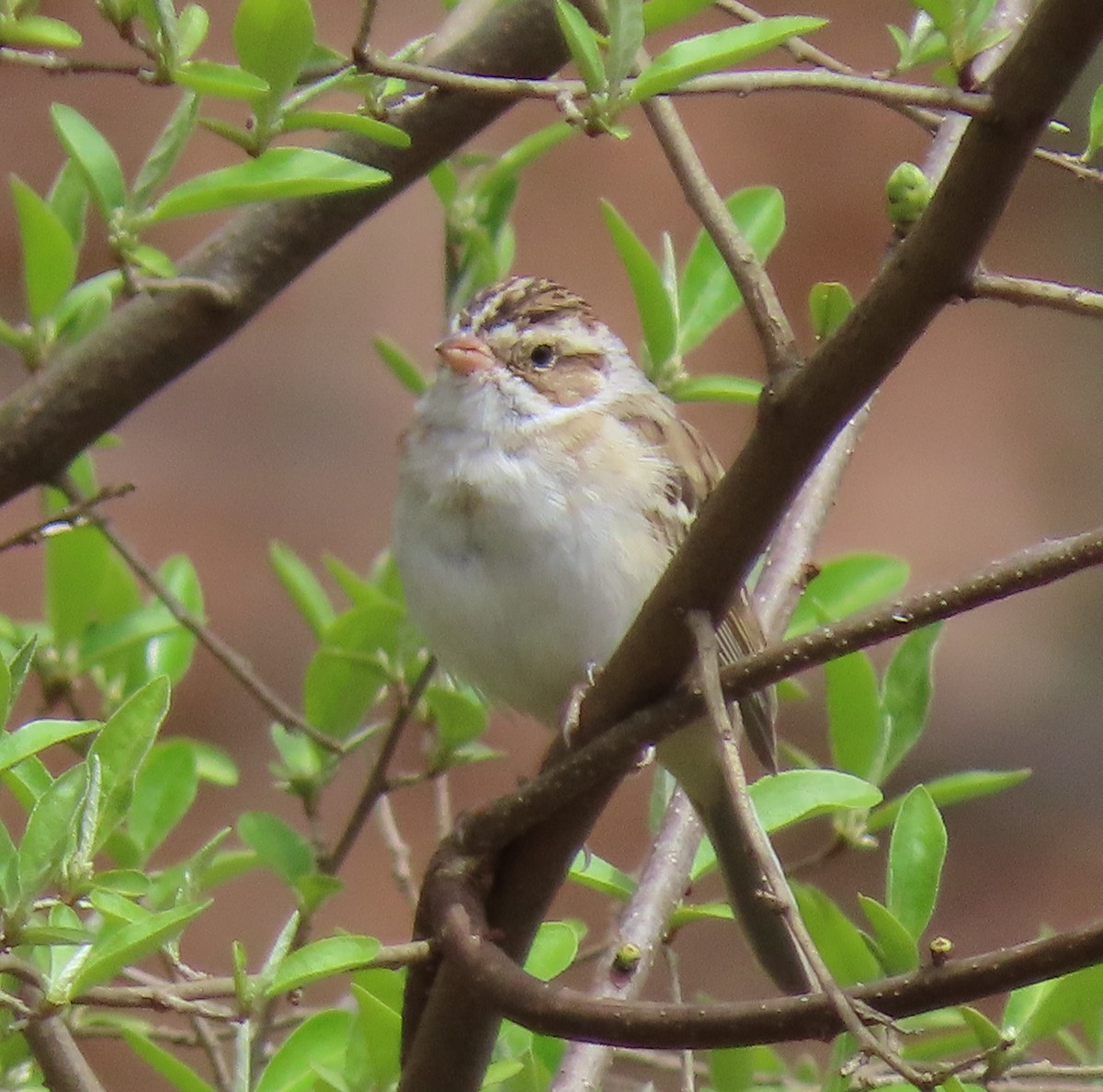 Clay-colored Sparrow - ML616996705