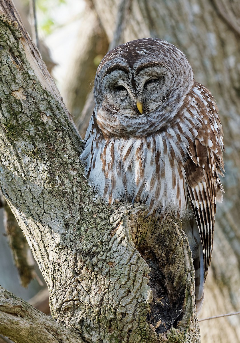 Barred Owl - ML616996710