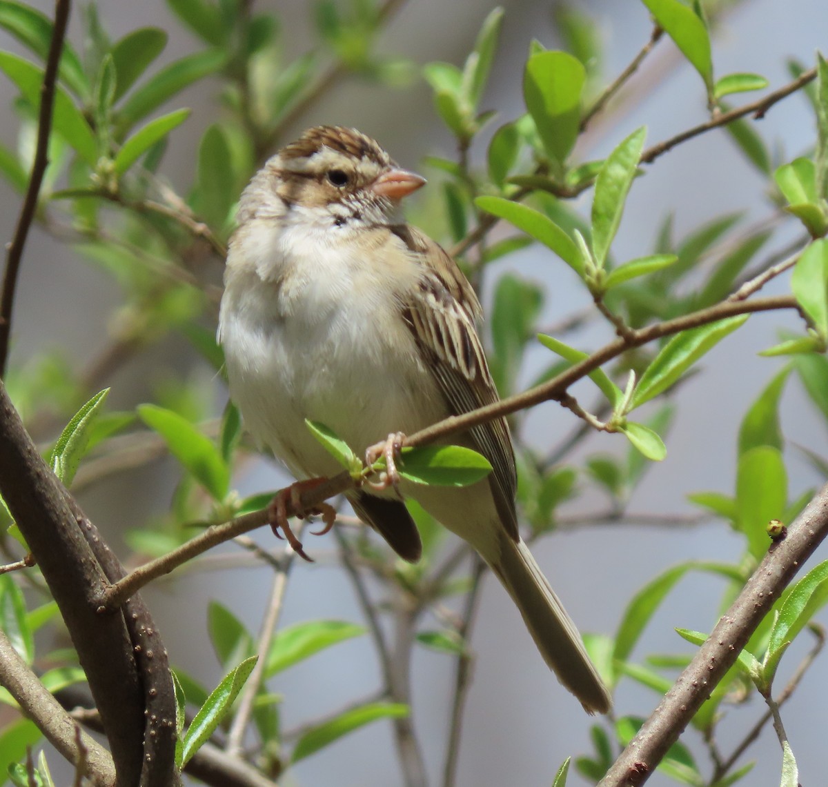 Clay-colored Sparrow - ML616996711