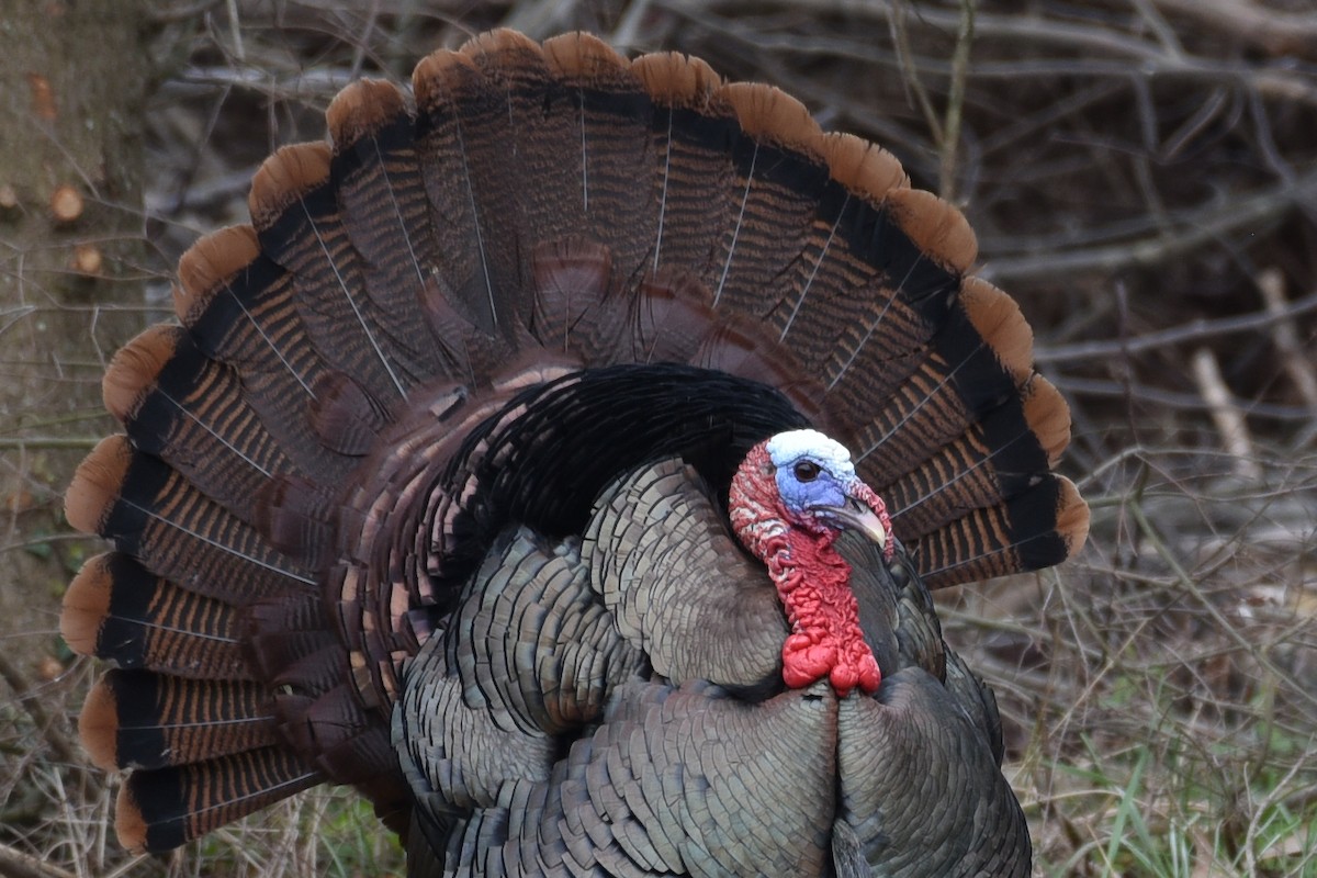 Maryland-dc Breeding Bird Atlas Checklist - 6 Apr 2024 - Indian Point 