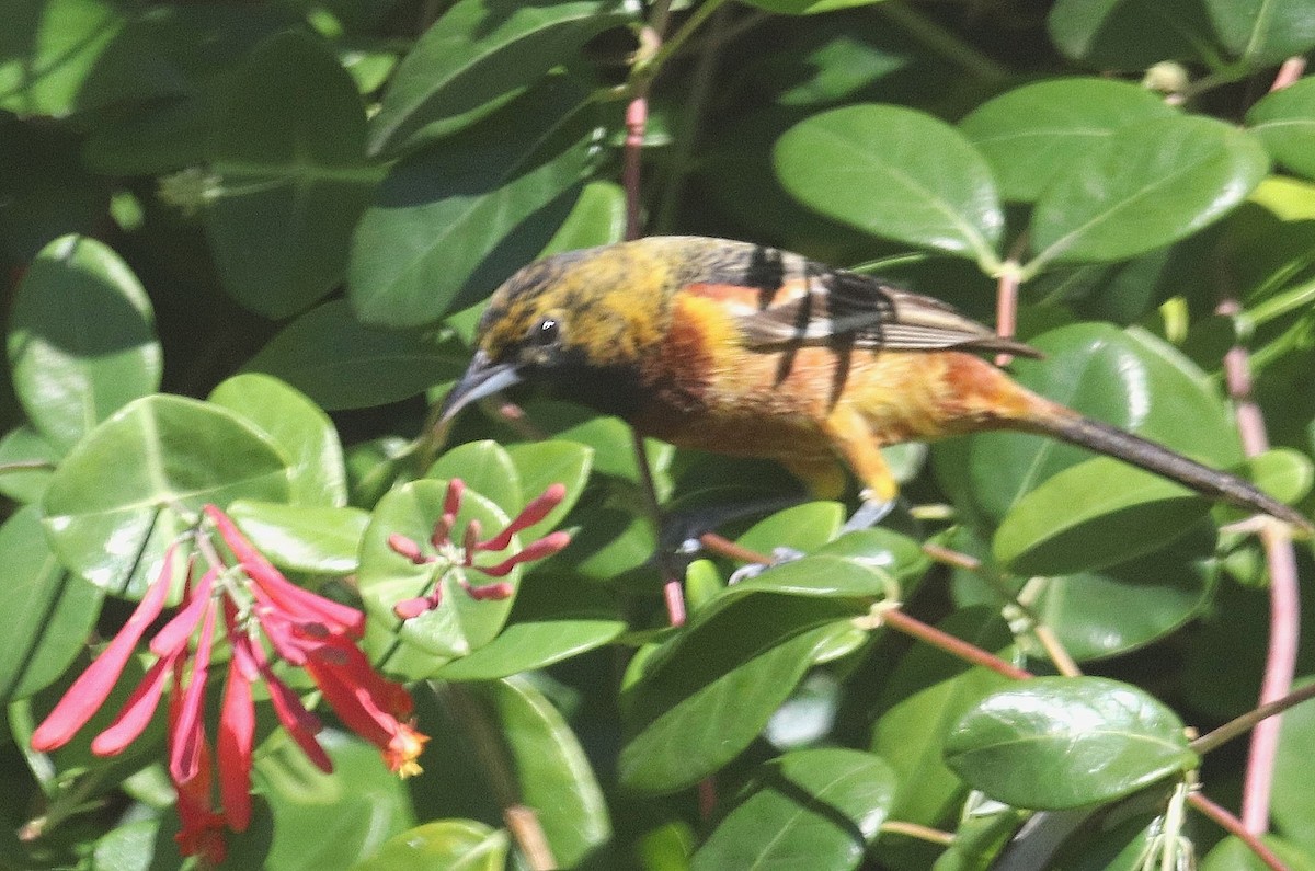 Orchard Oriole - ML616996814