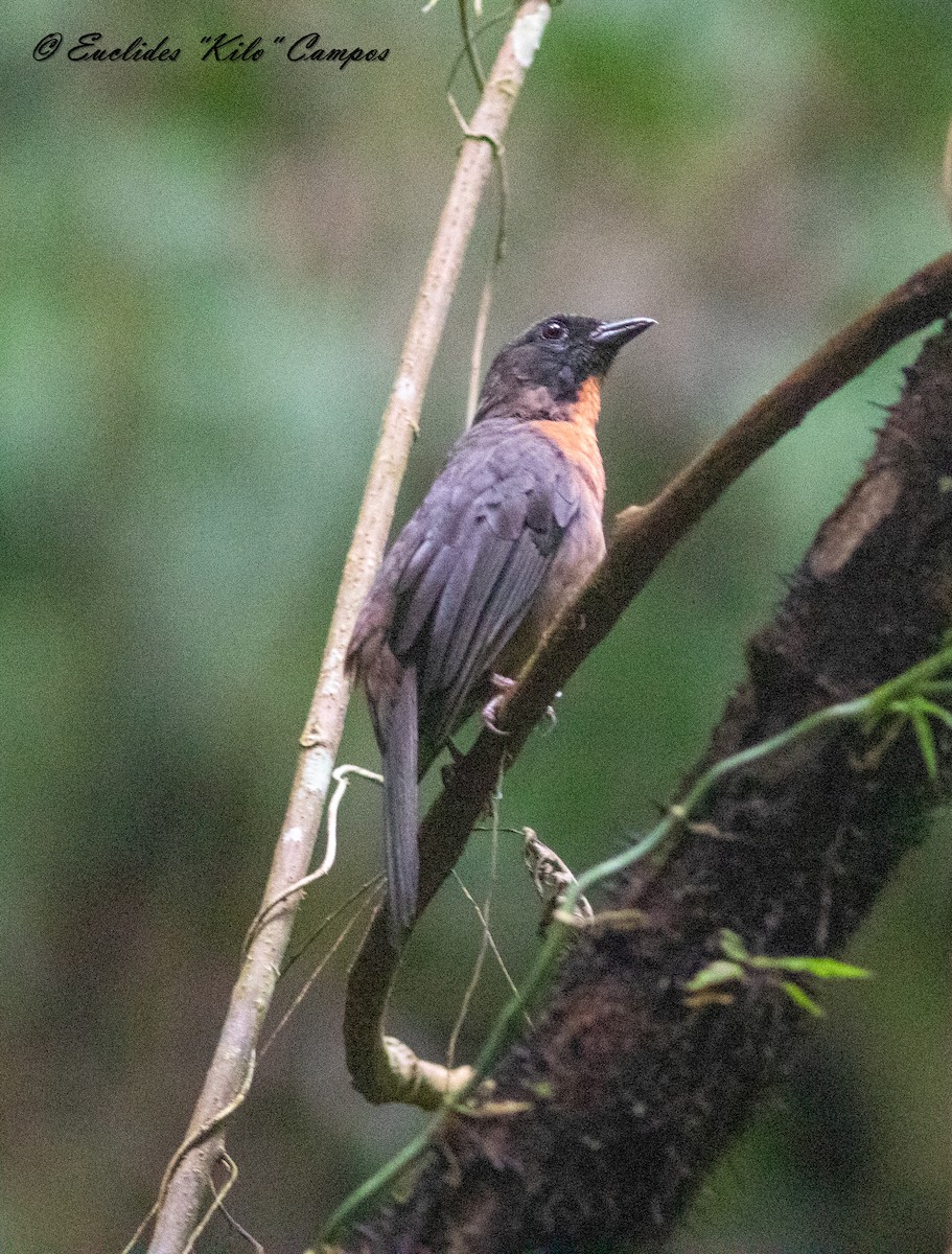 Black-cheeked Ant-Tanager - ML616996834