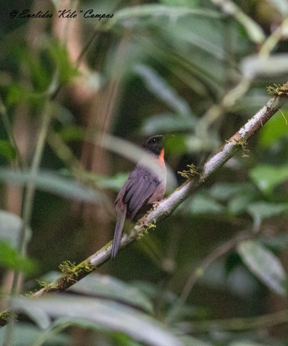 Black-cheeked Ant-Tanager - ML616996835