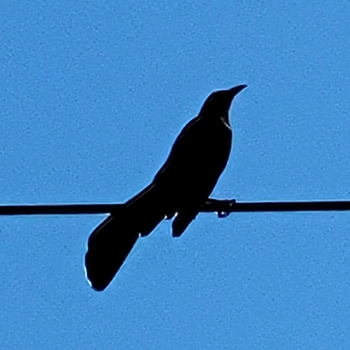 Great-tailed Grackle - ML616996836