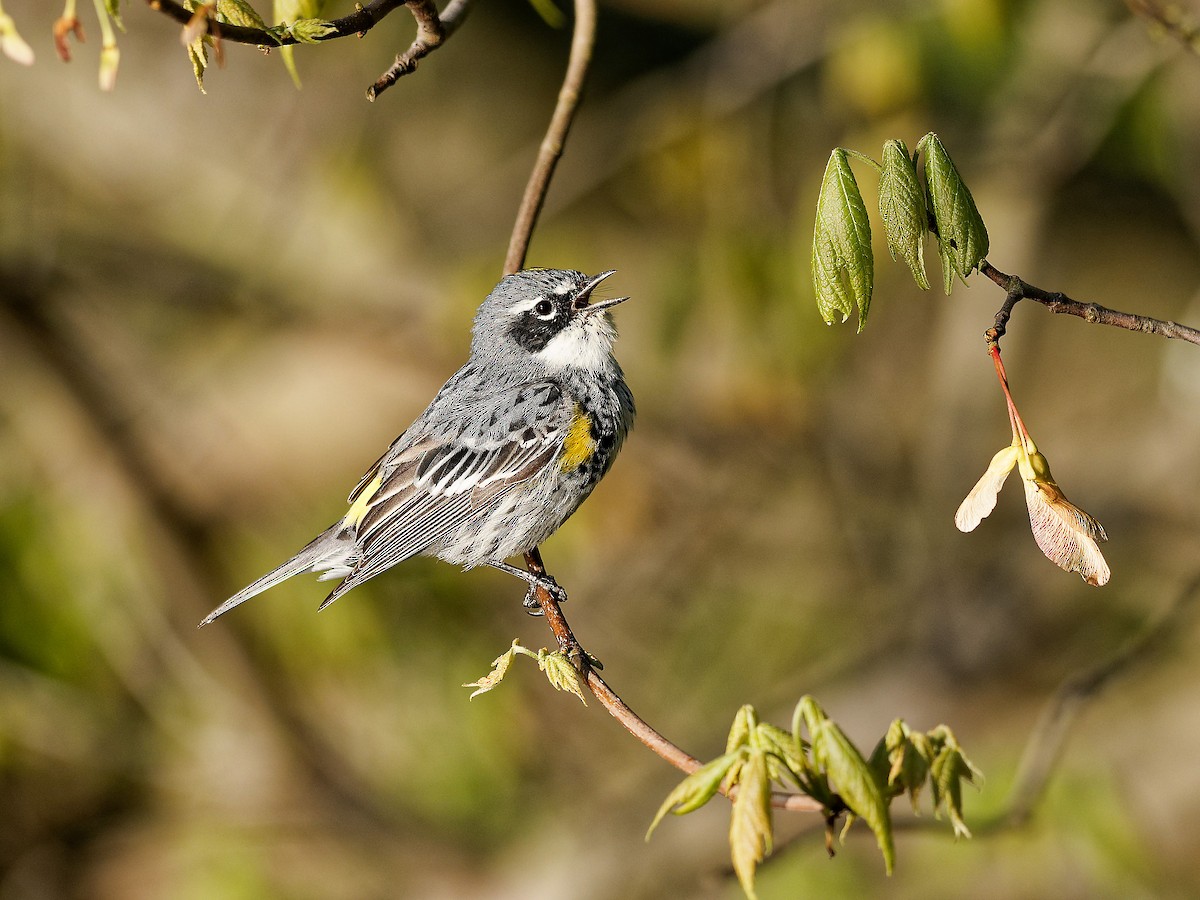 Yellow-rumped Warbler (Myrtle) - Randy Harrod