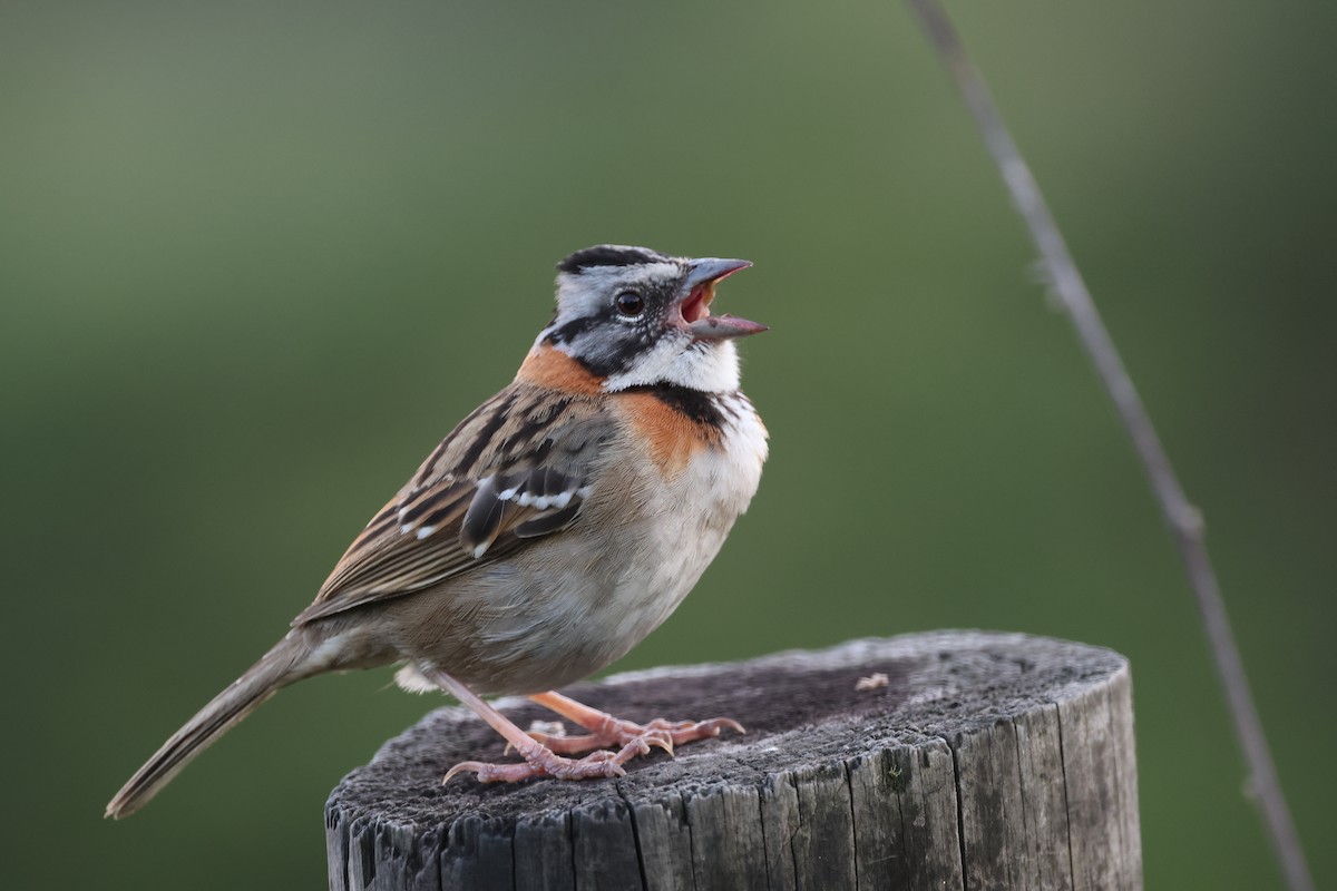 Rufous-collared Sparrow - ML616996882
