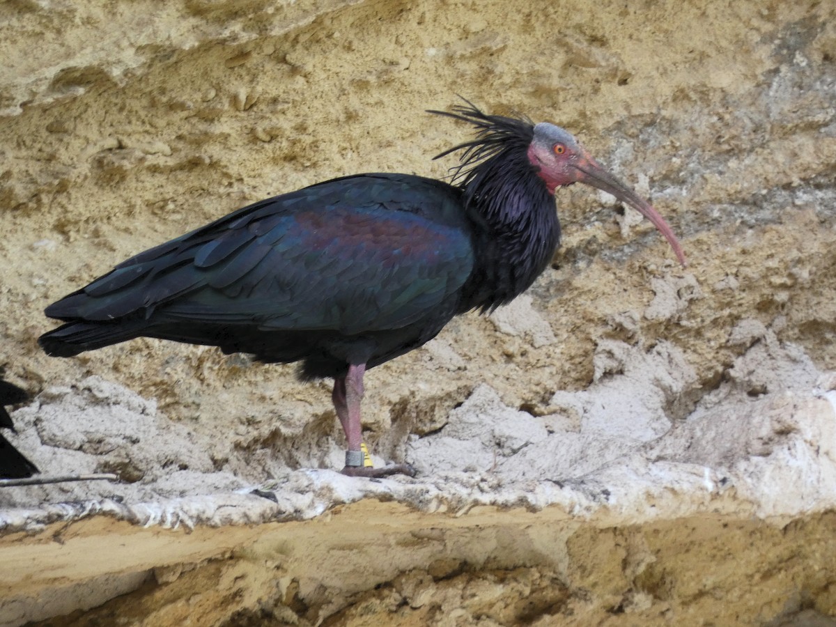 Northern Bald Ibis - Carlos Mompó