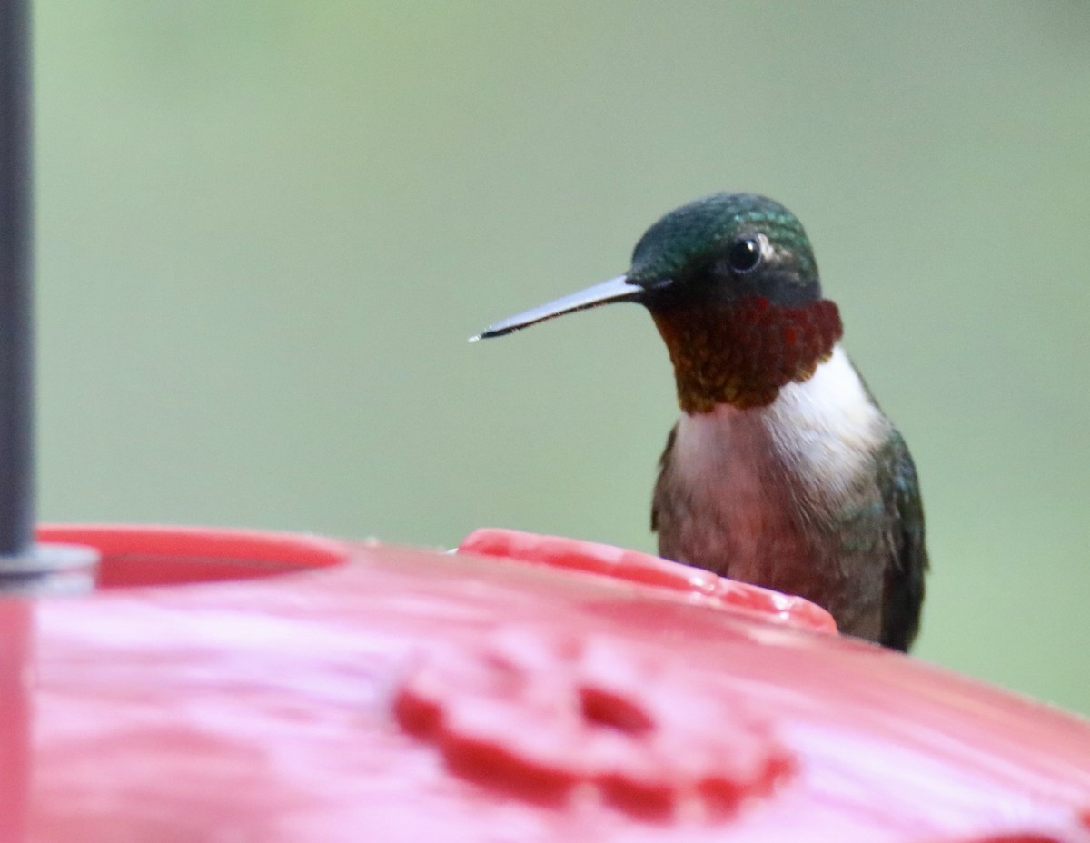 Ruby-throated Hummingbird - ML616996936