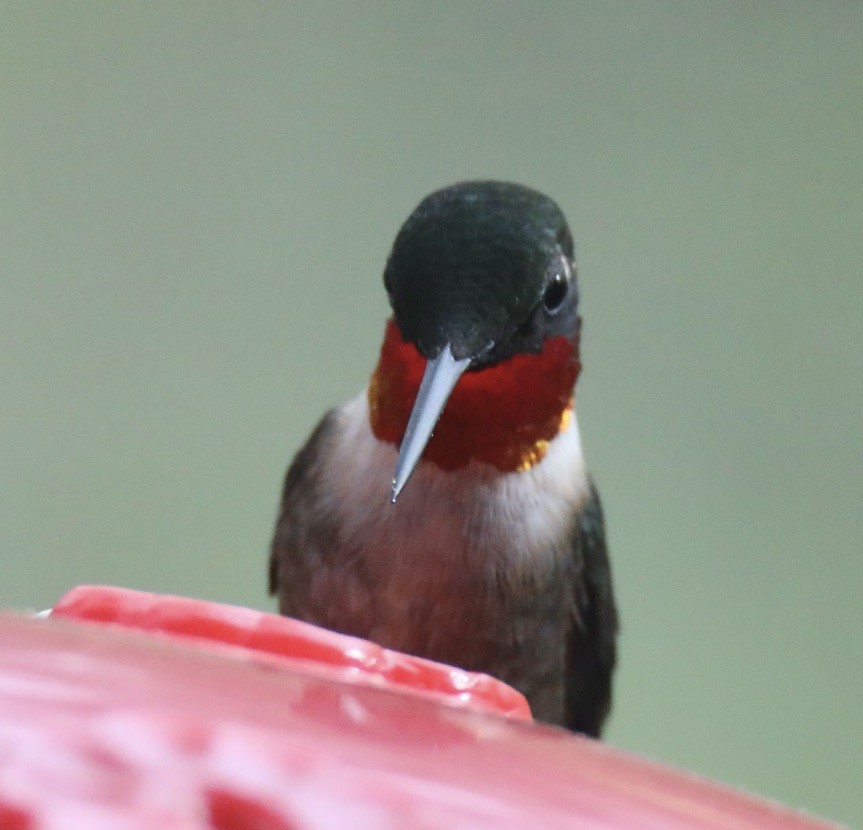 Ruby-throated Hummingbird - ML616996937