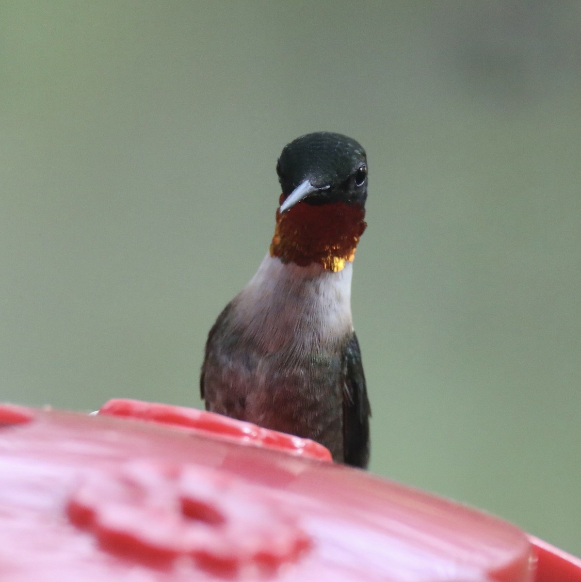Ruby-throated Hummingbird - ML616996938