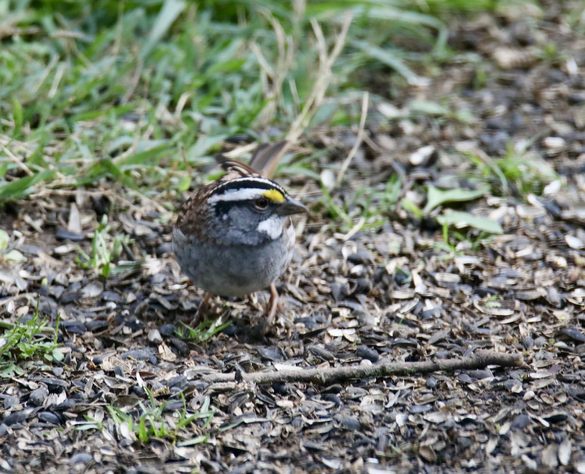 White-throated Sparrow - ML616997027
