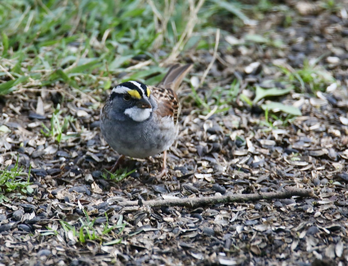 White-throated Sparrow - ML616997028