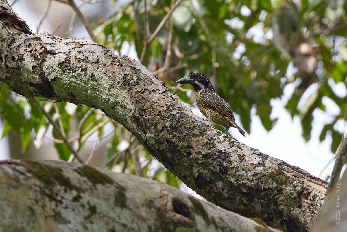 Hairy-breasted Barbet - ML616997116
