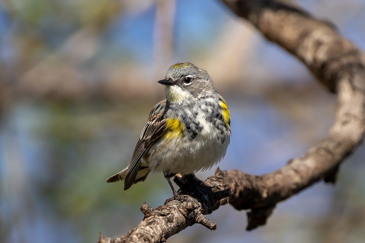 Yellow-rumped Warbler (Myrtle x Audubon's) - ML616997493