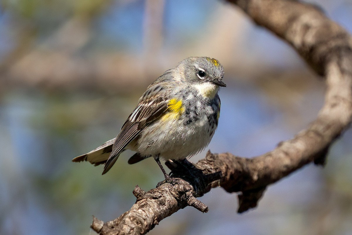 Yellow-rumped Warbler (Myrtle x Audubon's) - ML616997494