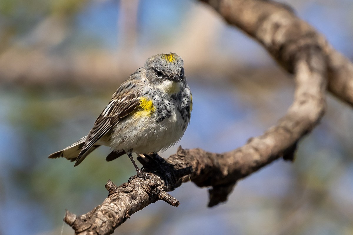 Yellow-rumped Warbler (Myrtle x Audubon's) - ML616997496