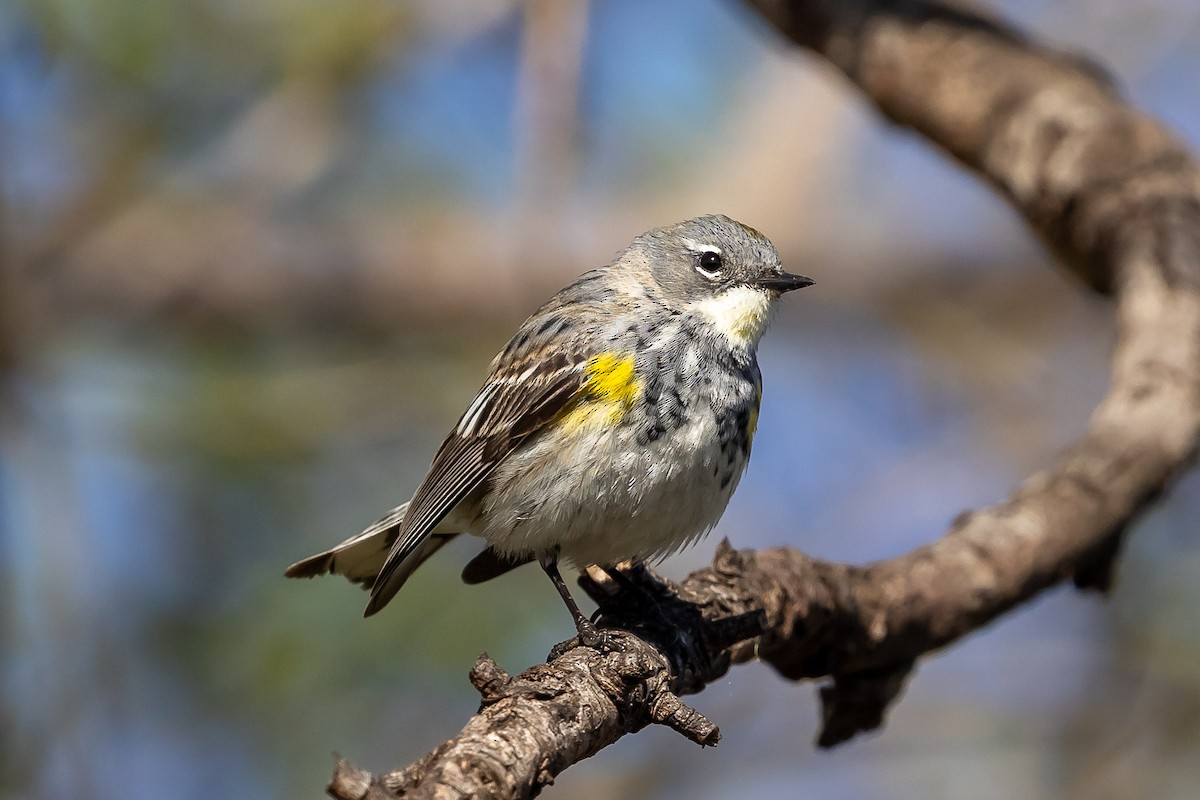 Yellow-rumped Warbler (Myrtle x Audubon's) - ML616997497