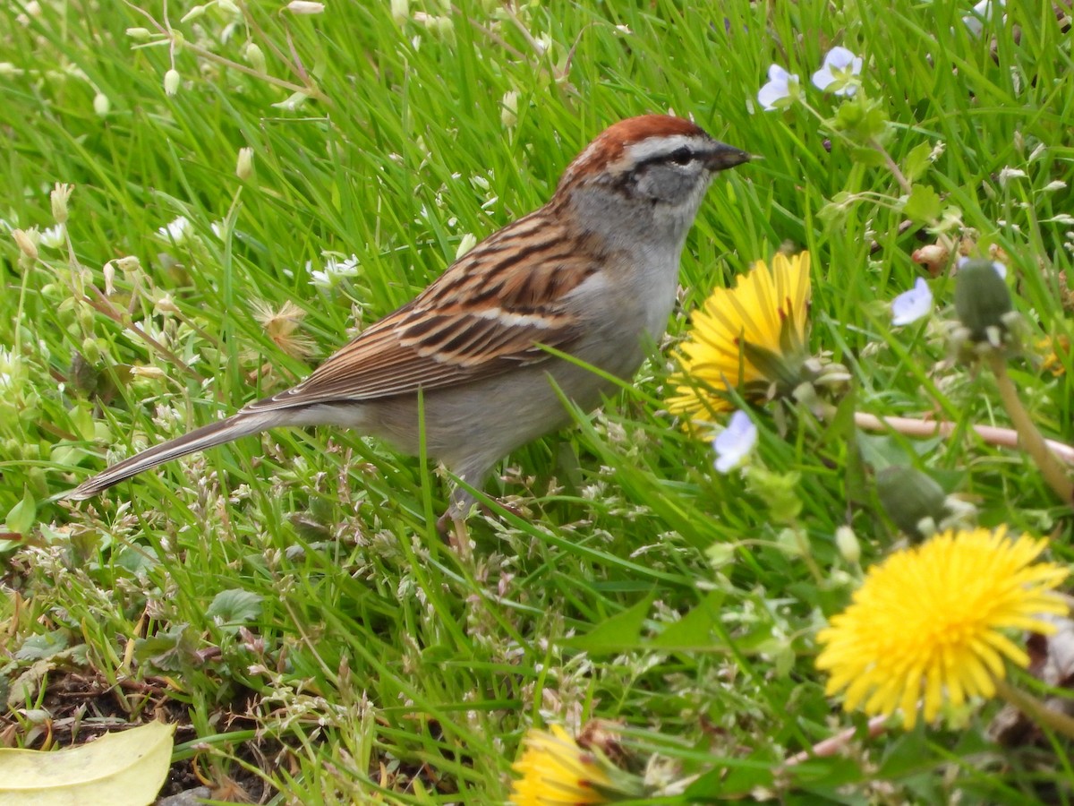 Chipping Sparrow - ML616997532