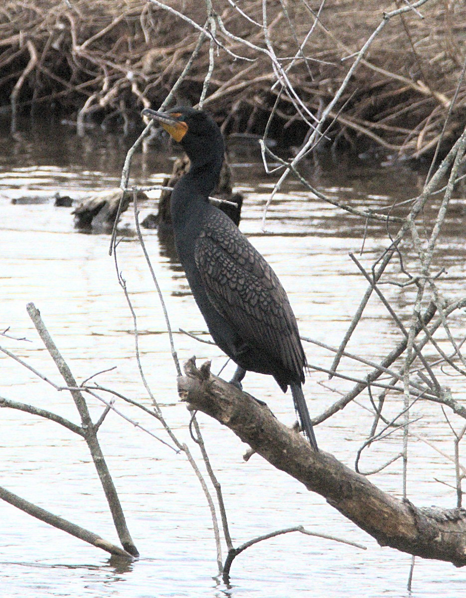 Double-crested Cormorant - Kerry Loux