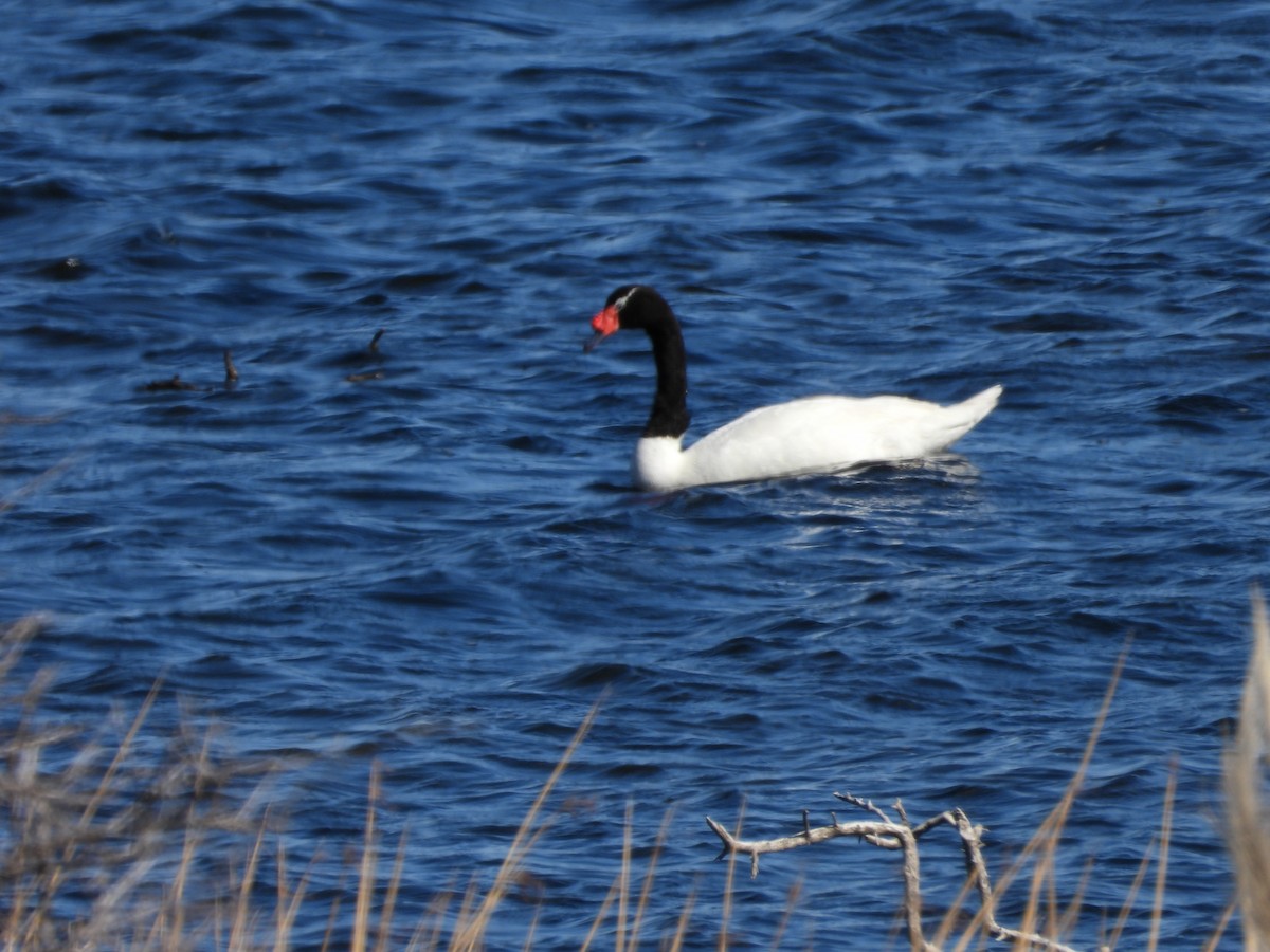Black-necked Swan - ML616997799