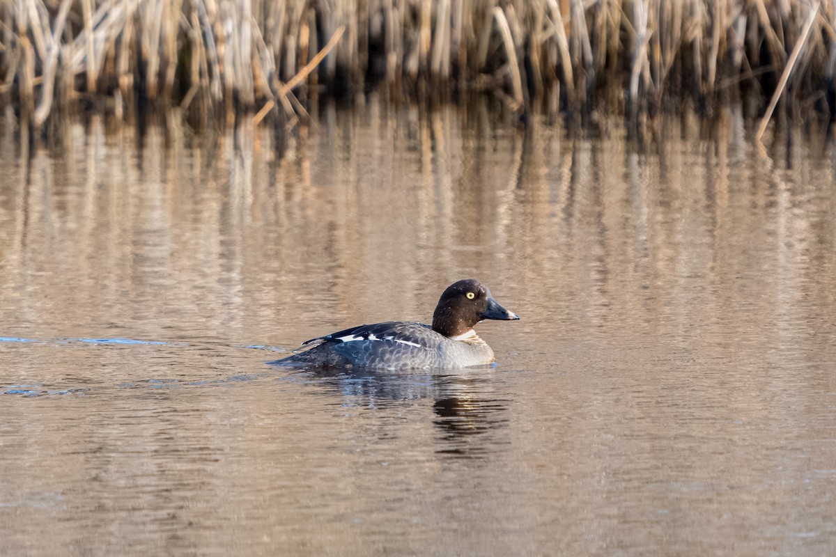 New Jersey eBird Checklist - 6 Apr 2024 - Edwin B. Forsythe NWR ...