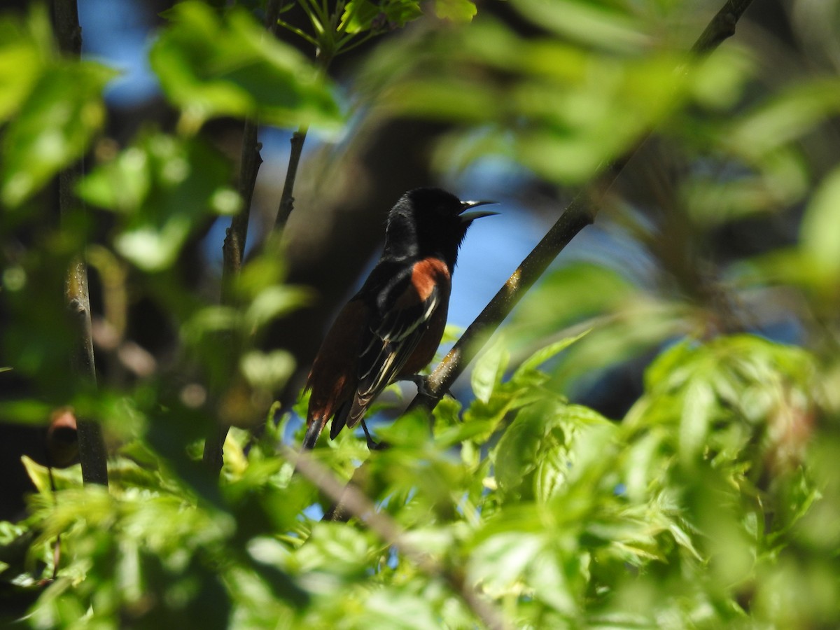 Orchard Oriole - ML616997949