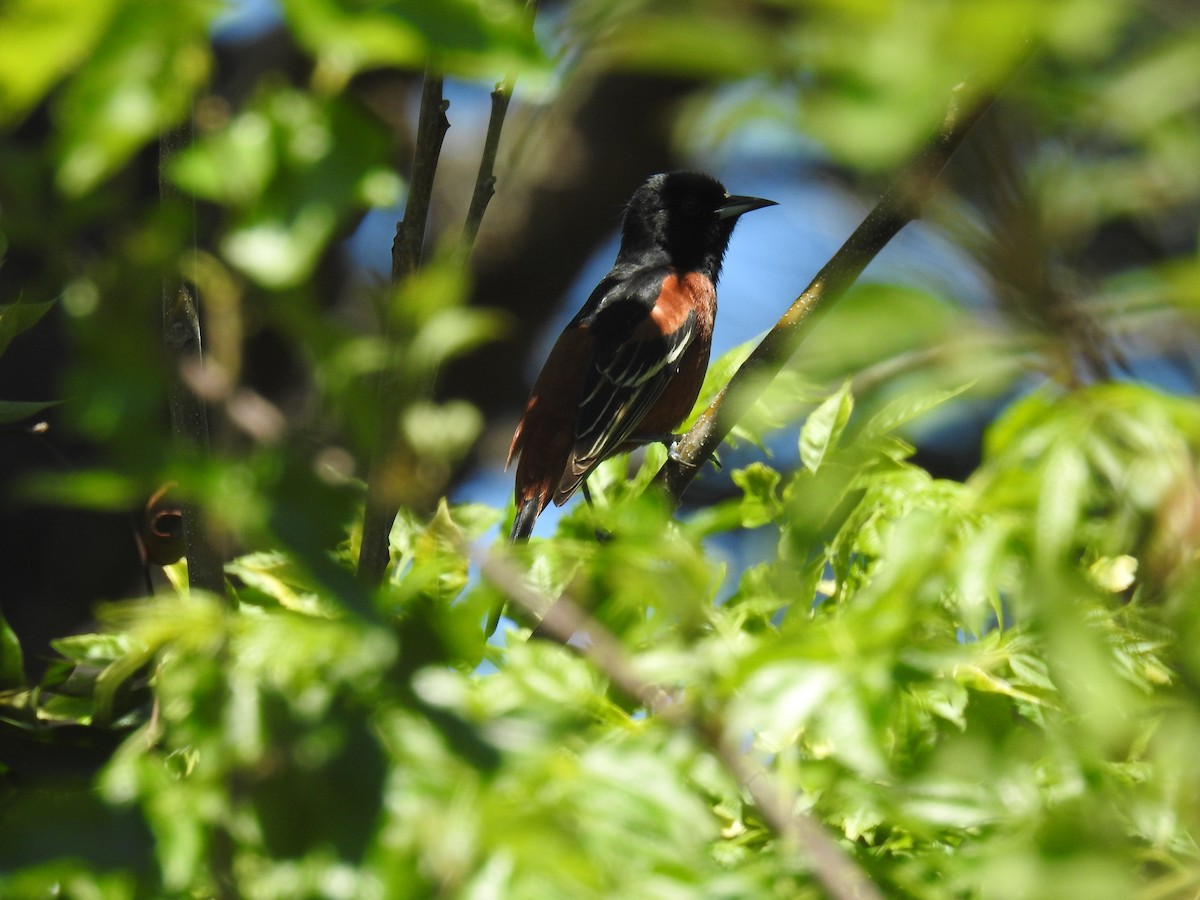 Orchard Oriole - ML616997951