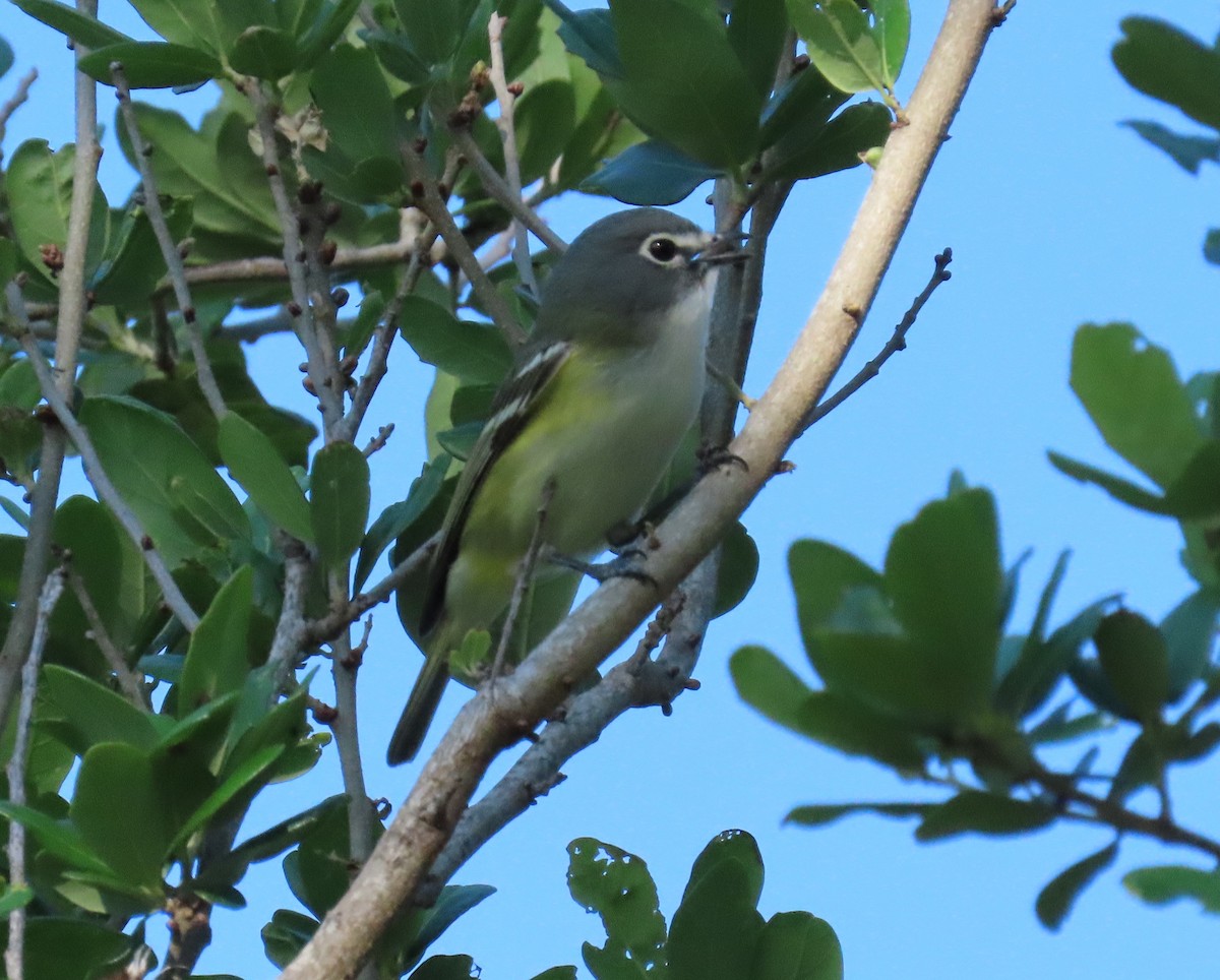 Blue-headed Vireo - Laurie Witkin