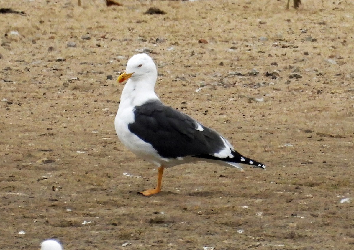Lesser Black-backed Gull - ML616998003