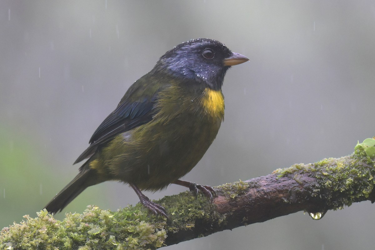 Moss-backed Tanager - ML616998011
