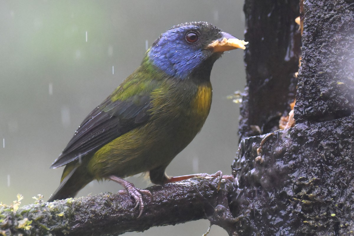 Moss-backed Tanager - ML616998014