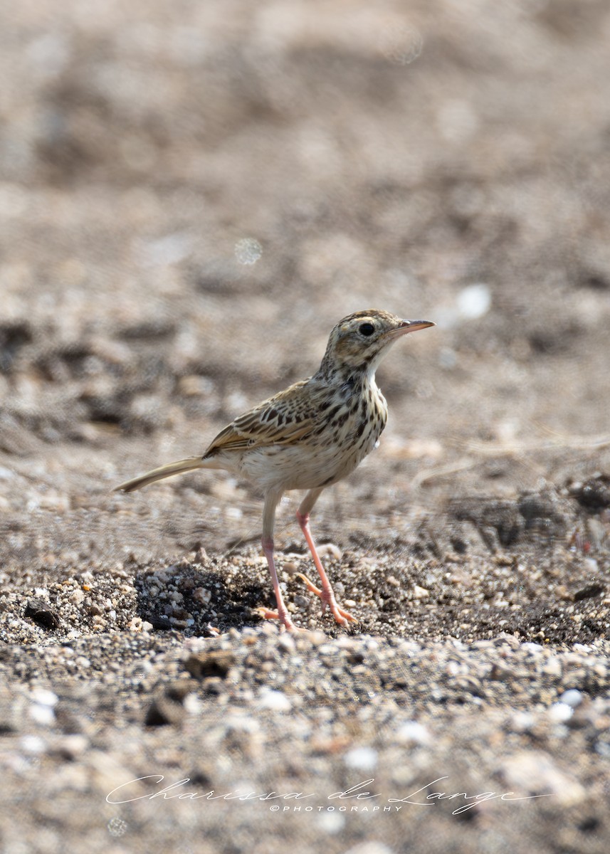 African Pipit - ML616998214