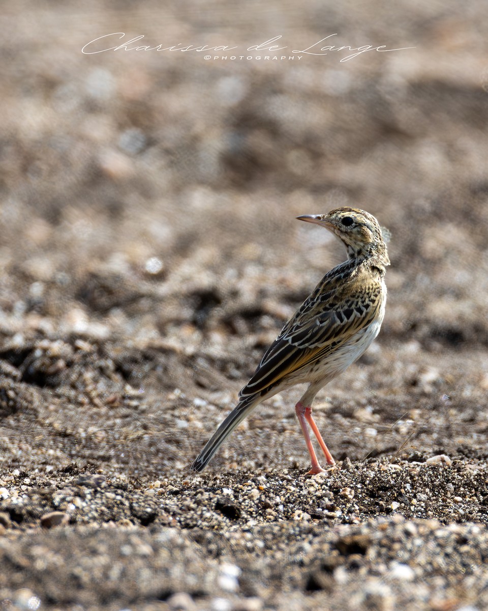 African Pipit - ML616998216