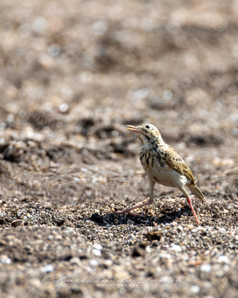 African Pipit - ML616998217