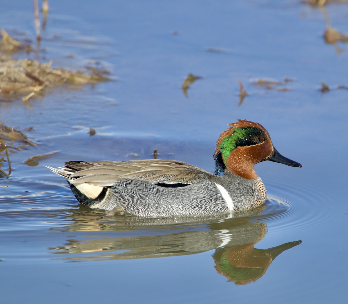 Green-winged Teal - ML616998259