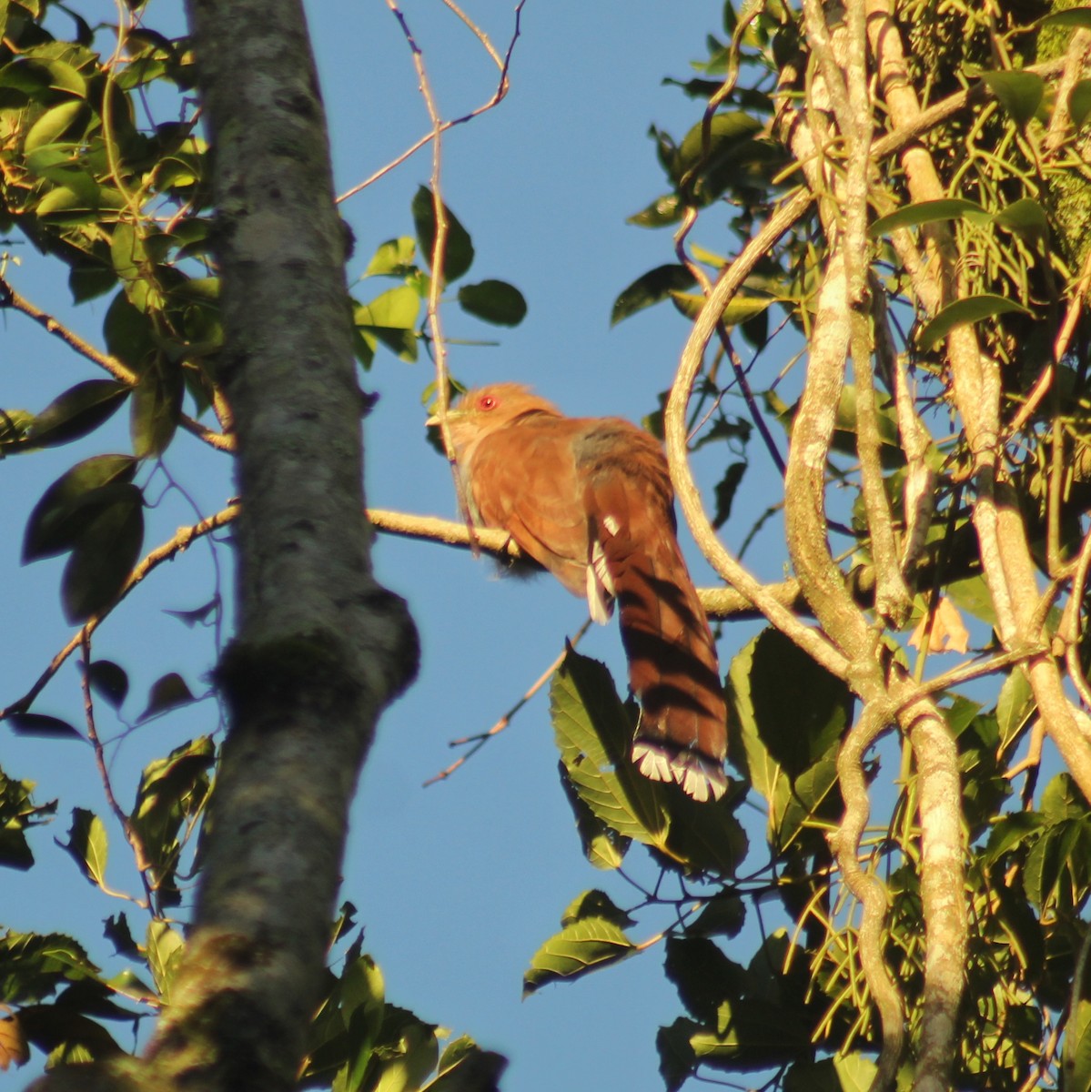 Squirrel Cuckoo (Amazonian) - Guillermo Andreo