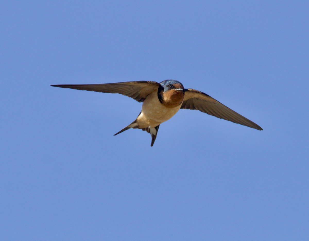 Barn Swallow - ML616998310