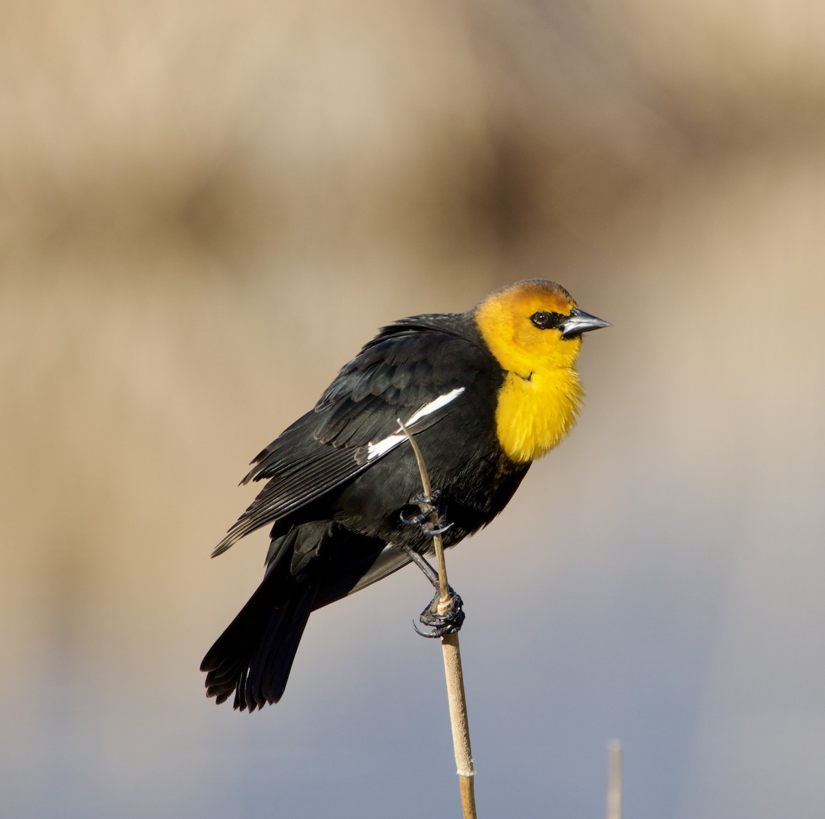 Yellow-headed Blackbird - Jordan Juzdowski