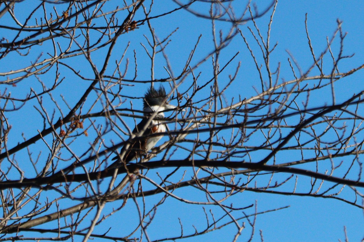 Belted Kingfisher - ML616998369