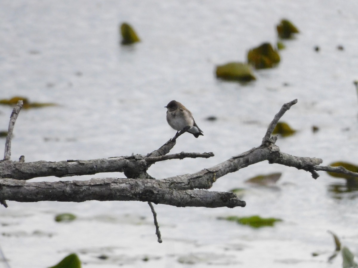 Northern Rough-winged Swallow - ML616998402