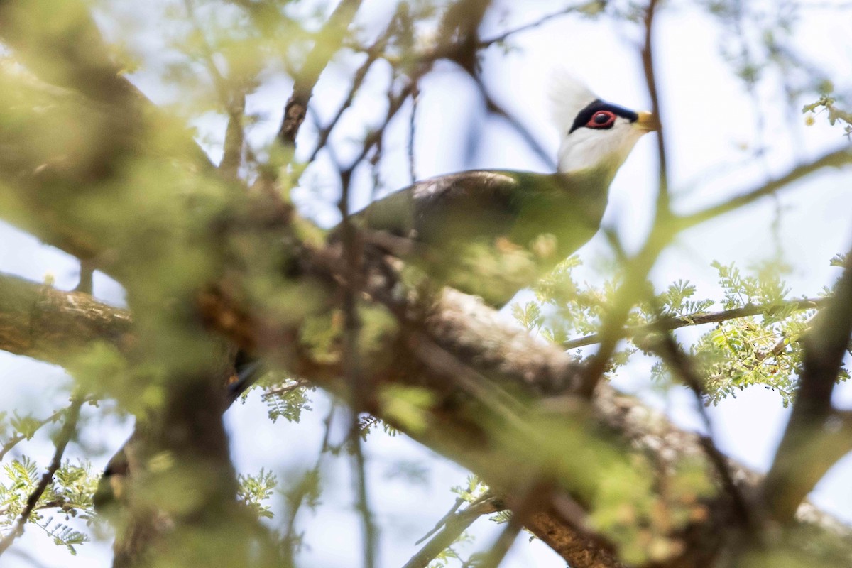 White-crested Turaco - ML616998431