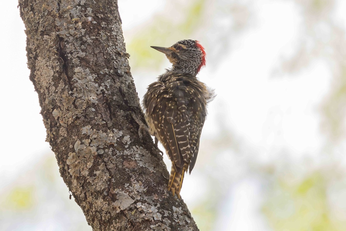 Nubian Woodpecker - ML616998474