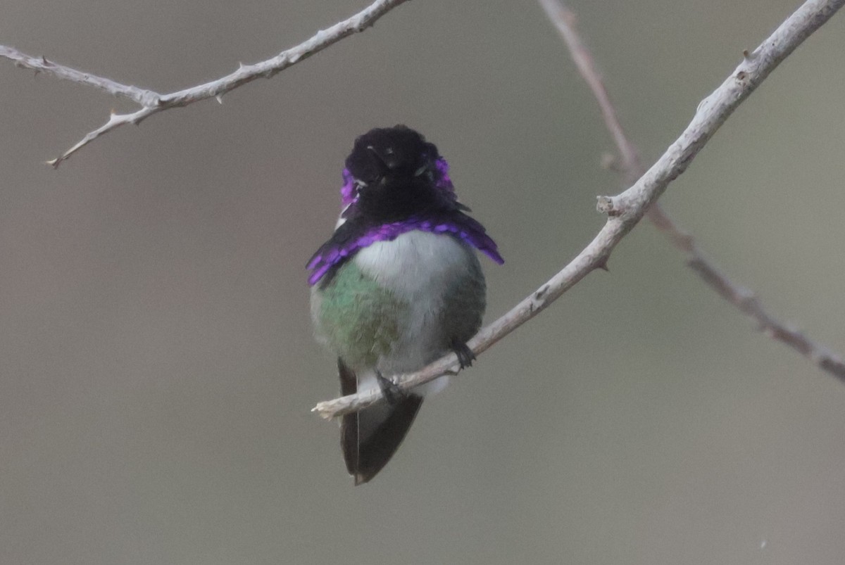 Costa's Hummingbird - ML616998479