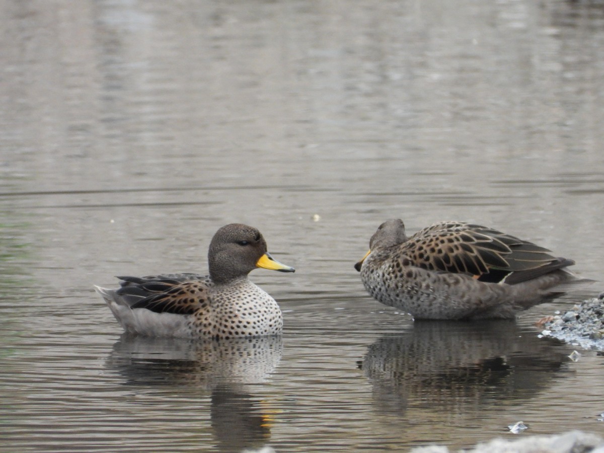 Yellow-billed Teal - Más Aves