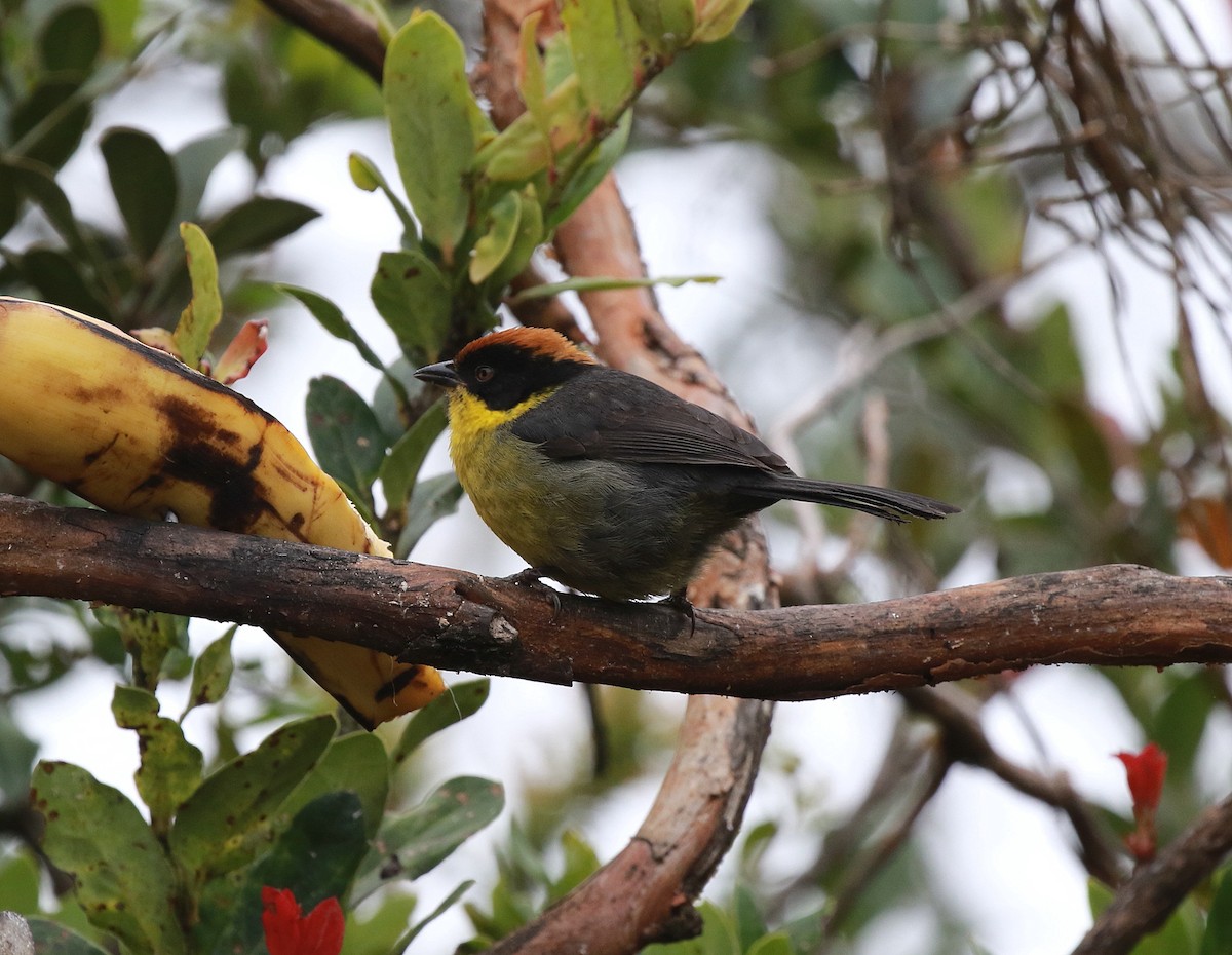 Yellow-breasted Brushfinch (Yellow-breasted) - ML616998498