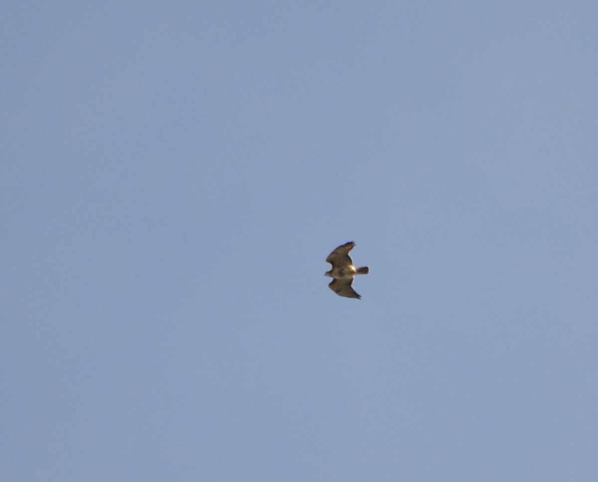 Red-tailed Hawk - ML616998598