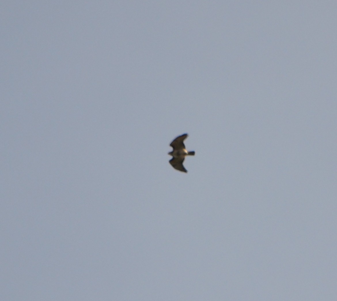 Red-tailed Hawk - ML616998599