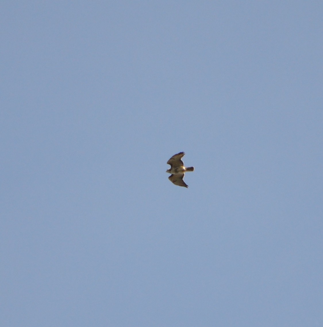 Red-tailed Hawk - ML616998600