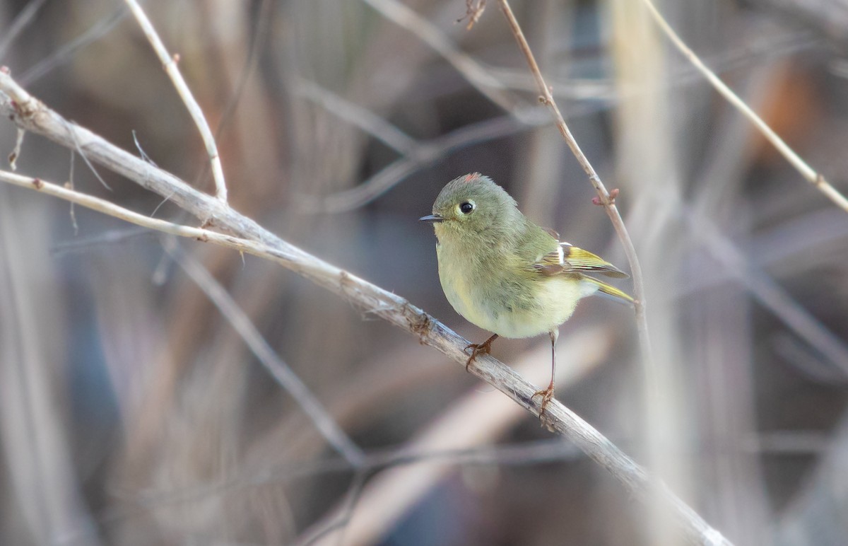 Ruby-crowned Kinglet - Michelle Schreder